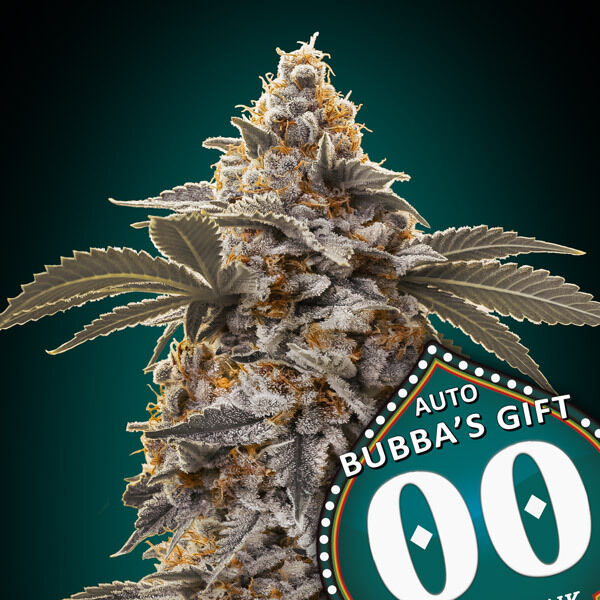 Auto Bubba's Gift feminised cannabis seeds by 00 Seeds for indoor and outdoor